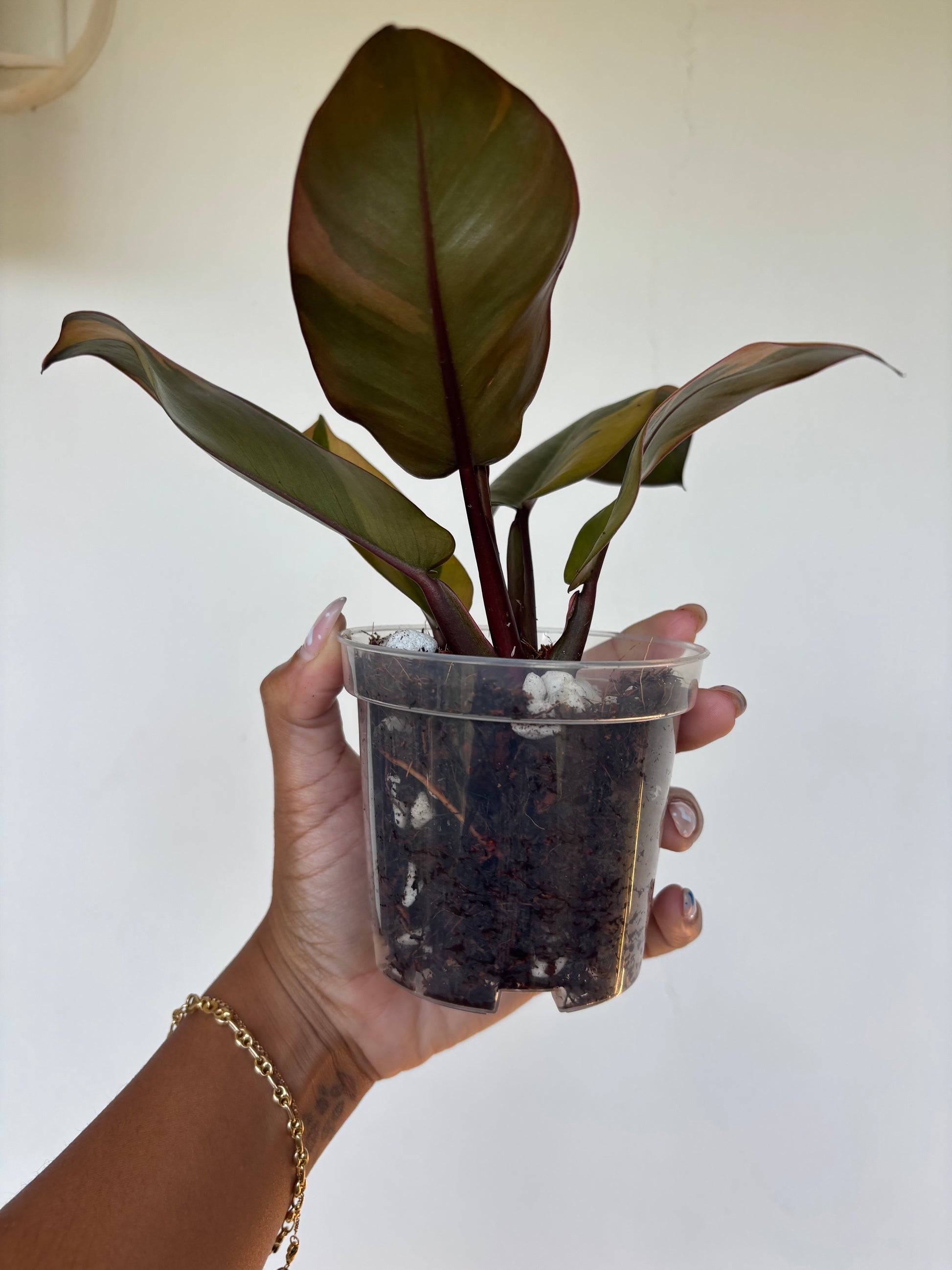 philodendron variegated black cardinal Philodendron Black Cardinal Variegated 4”