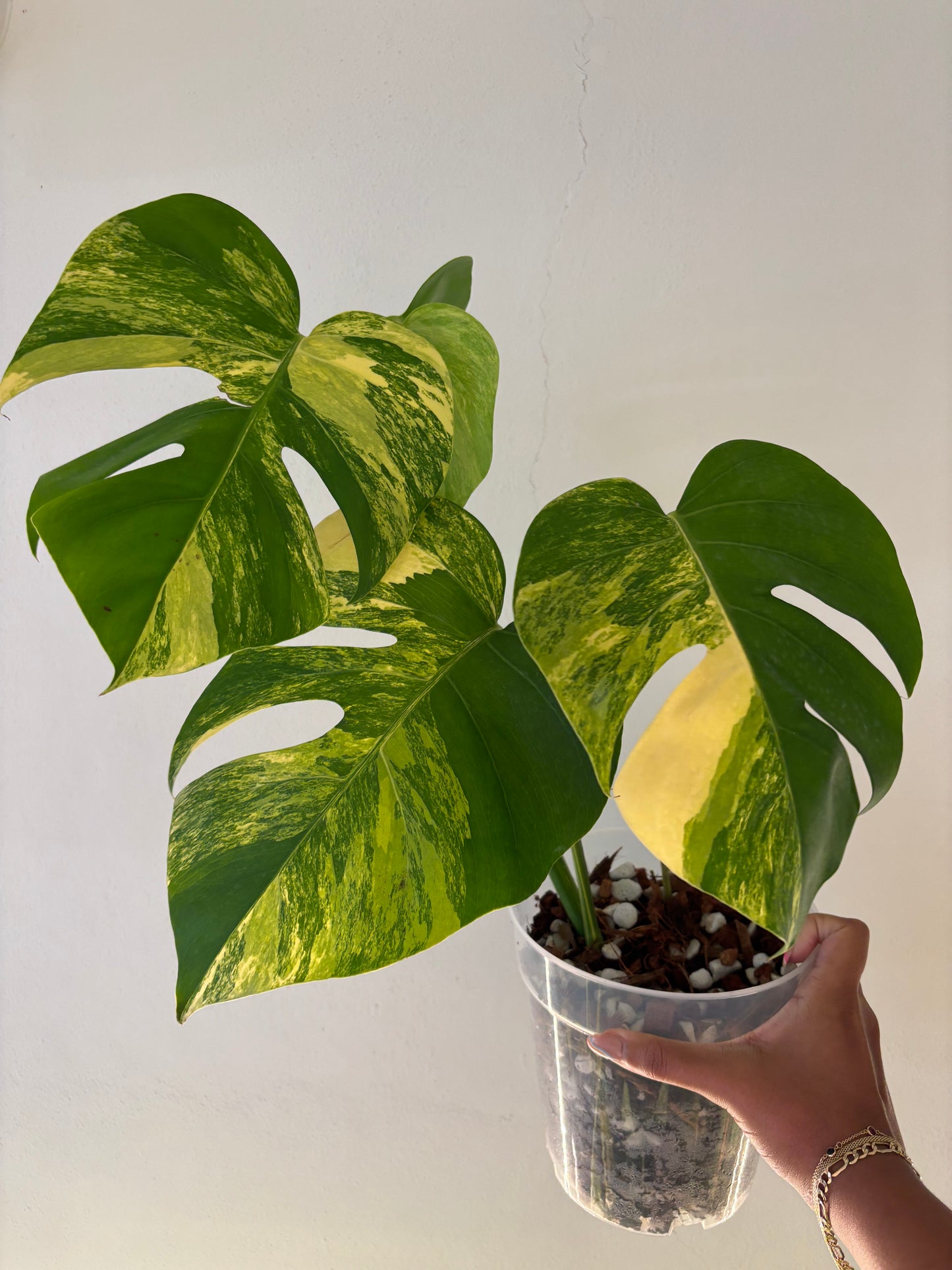 Monstera Aurea LF 5”