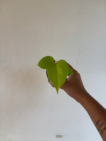 Monstera Lemon Lime 3” - Growers Choice