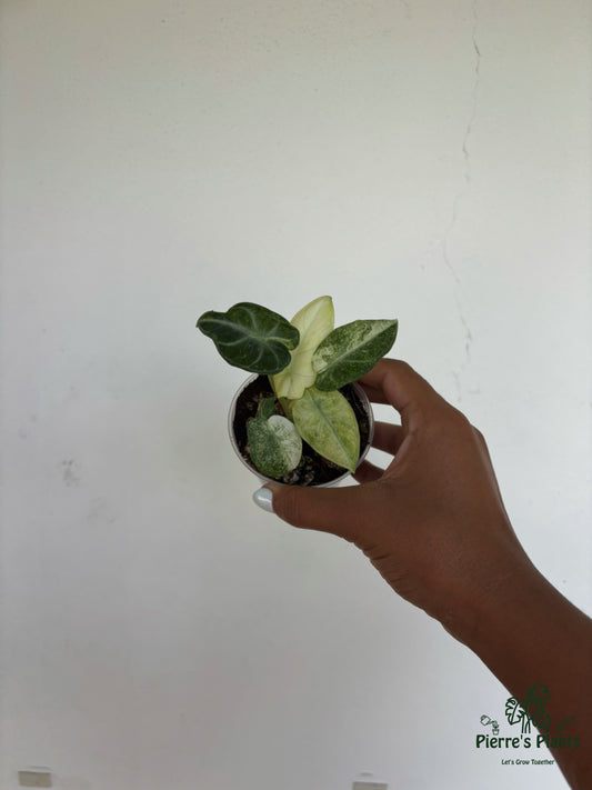 Alocasia Ninja Tricolor 3” - Growers Choice