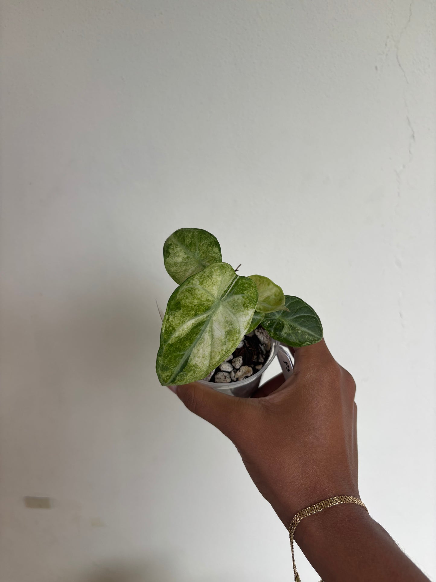 Alocasia Ninja Tricolor Splash 3” - Growers Choice (Starter Plant)