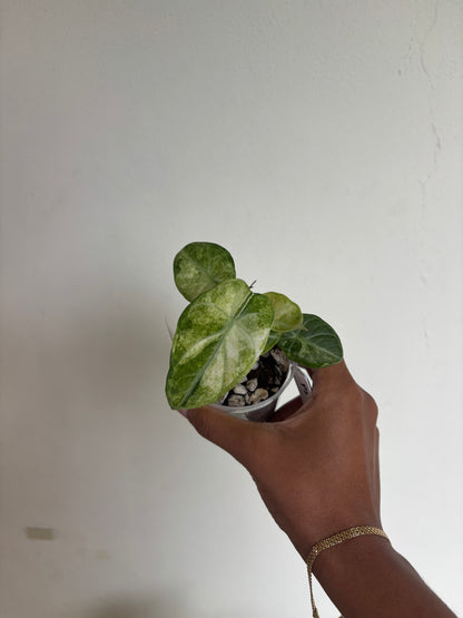 Alocasia Ninja Tricolor Splash 3” - Growers Choice (Starter Plant)