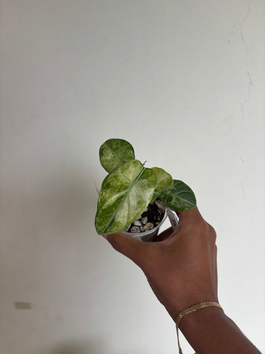 Alocasia Ninja Tricolor Splash 3” - Growers Choice (Starter Plant)