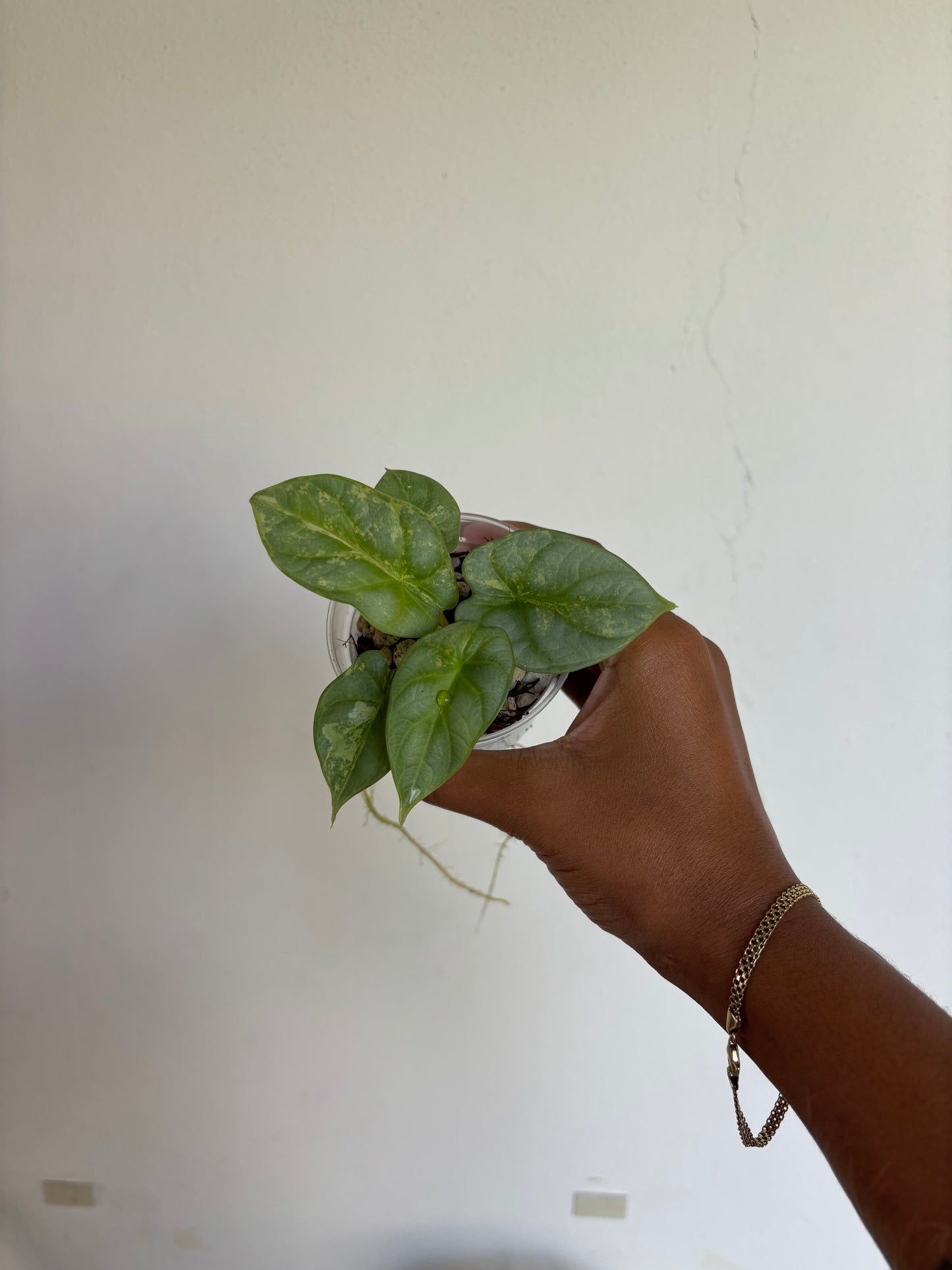 Alocasia SilverDragon Aurea 3” - Growers Choice