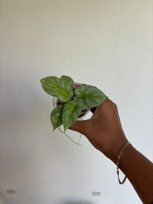 Alocasia SilverDragon Aurea 3” - Growers Choice