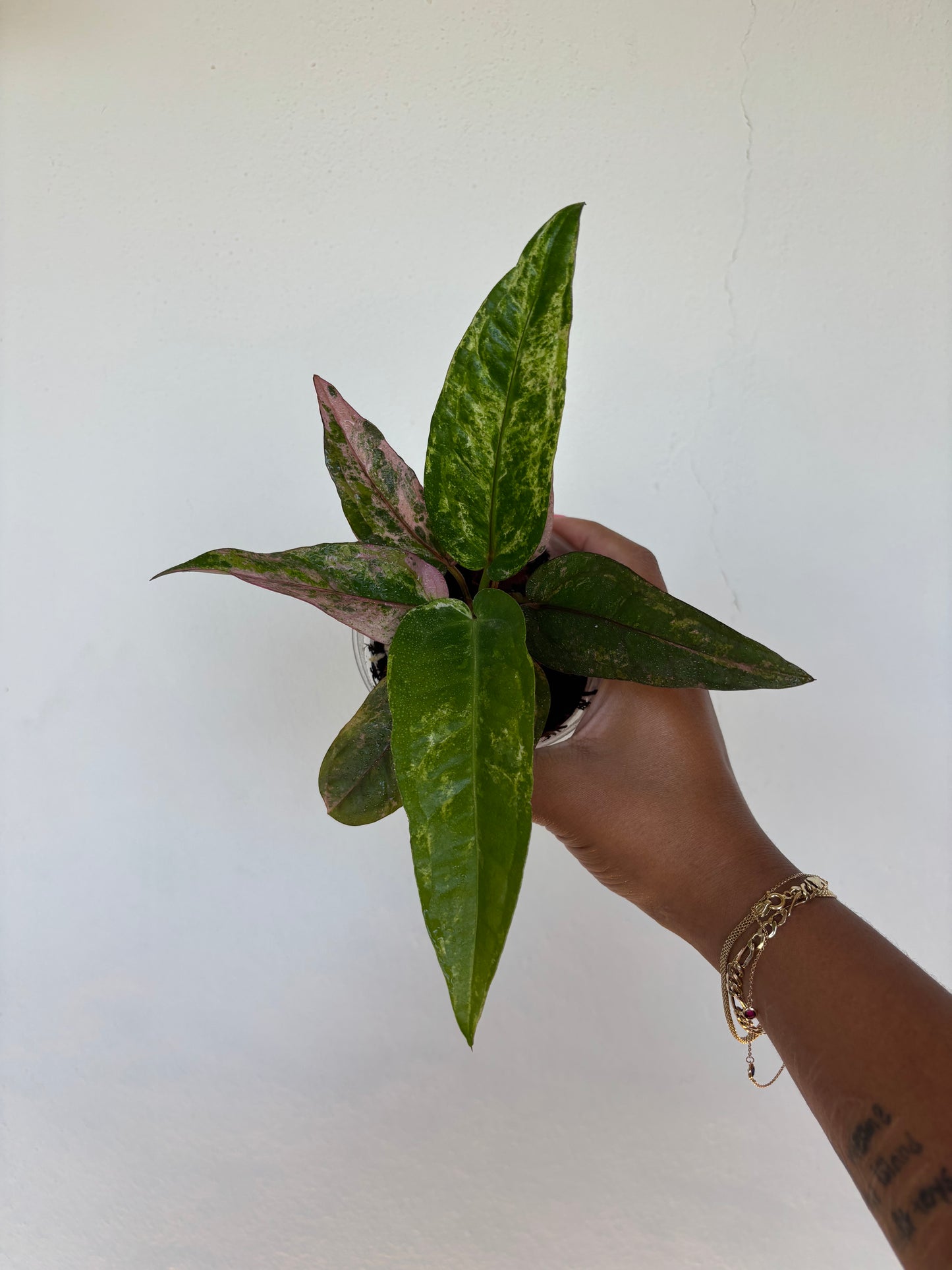 Anthurium Renaissance Pink 4” - Growers Choice