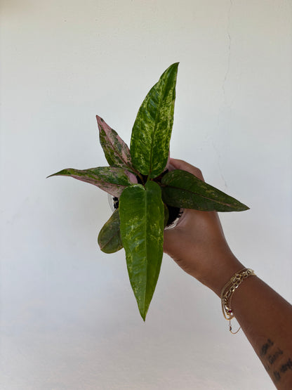 Anthurium Renaissance Pink 4” - Growers Choice