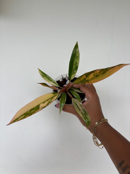 Philodendron Caramel Marble 3" - Growers Choice