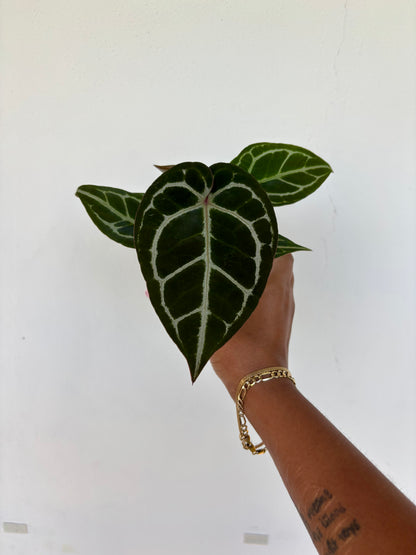 Anthurium (RC x Dorayaki) X Red Crystallium 4” - Growers Choice