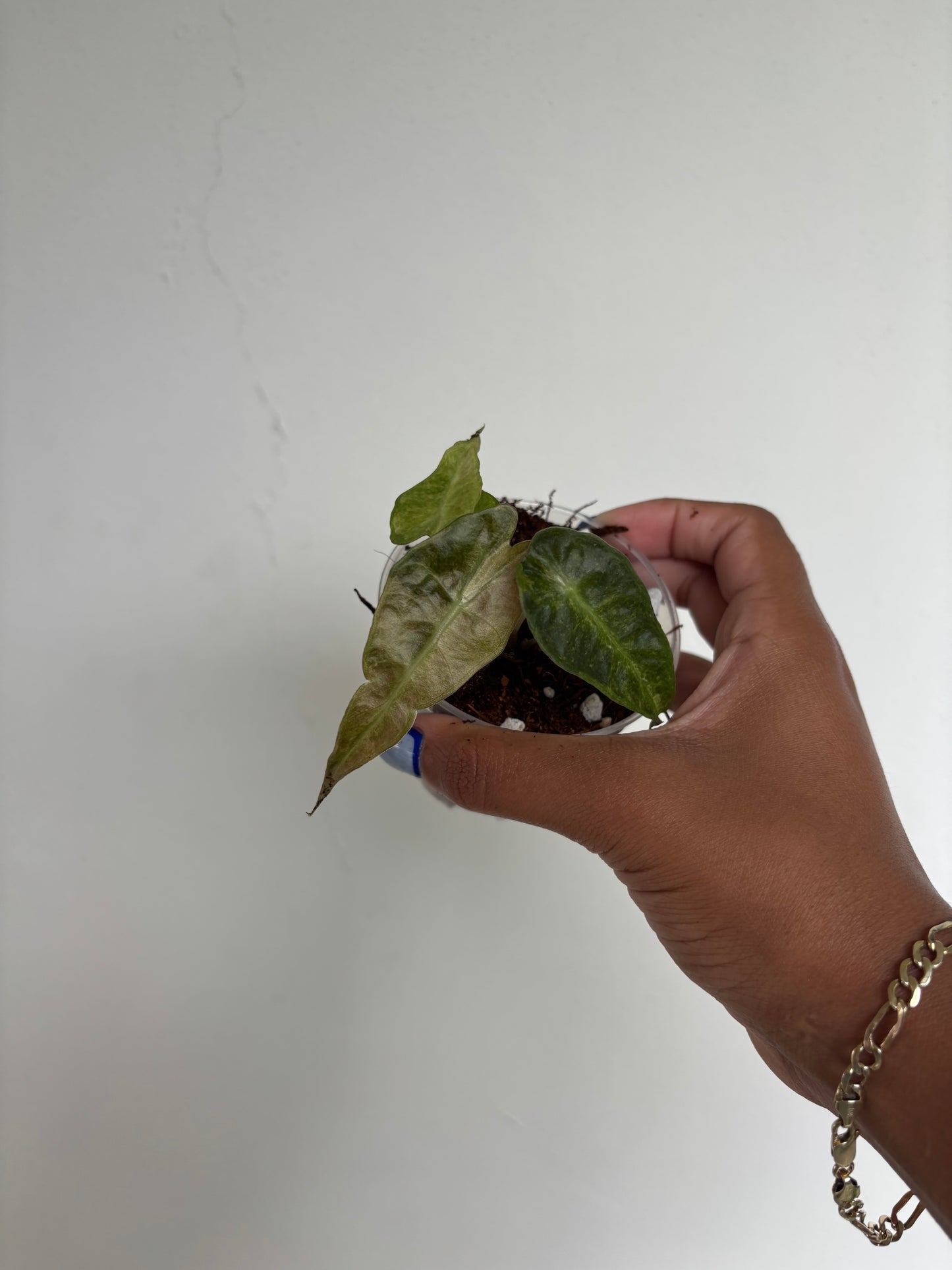 Alocasia Polly Aurea 3” - Growers Choice (Starter Plant)