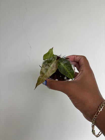 Alocasia Polly Aurea 3” - Growers Choice (Starter Plant)