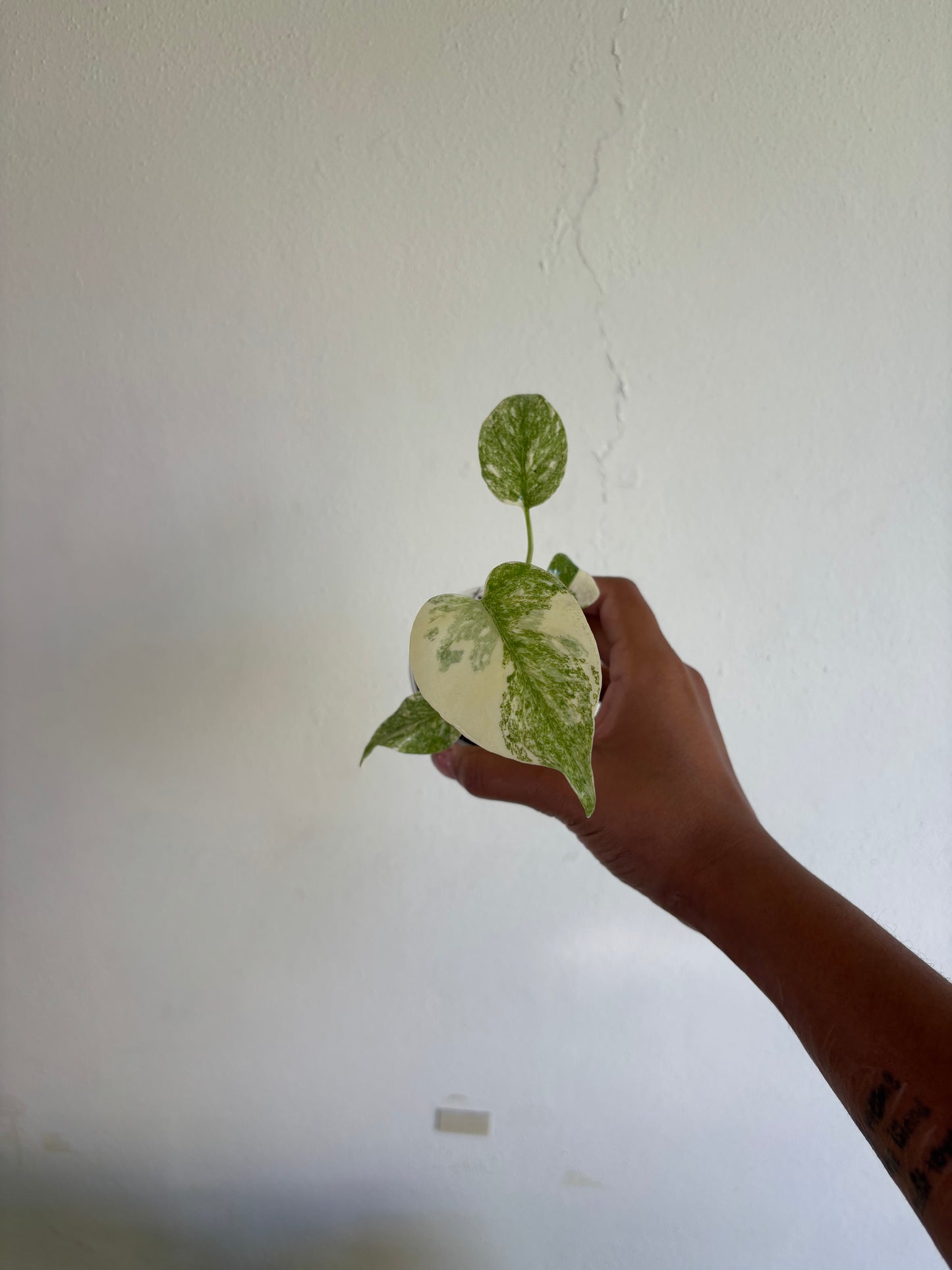 Monstera Green Snow 3” - Growers Choice