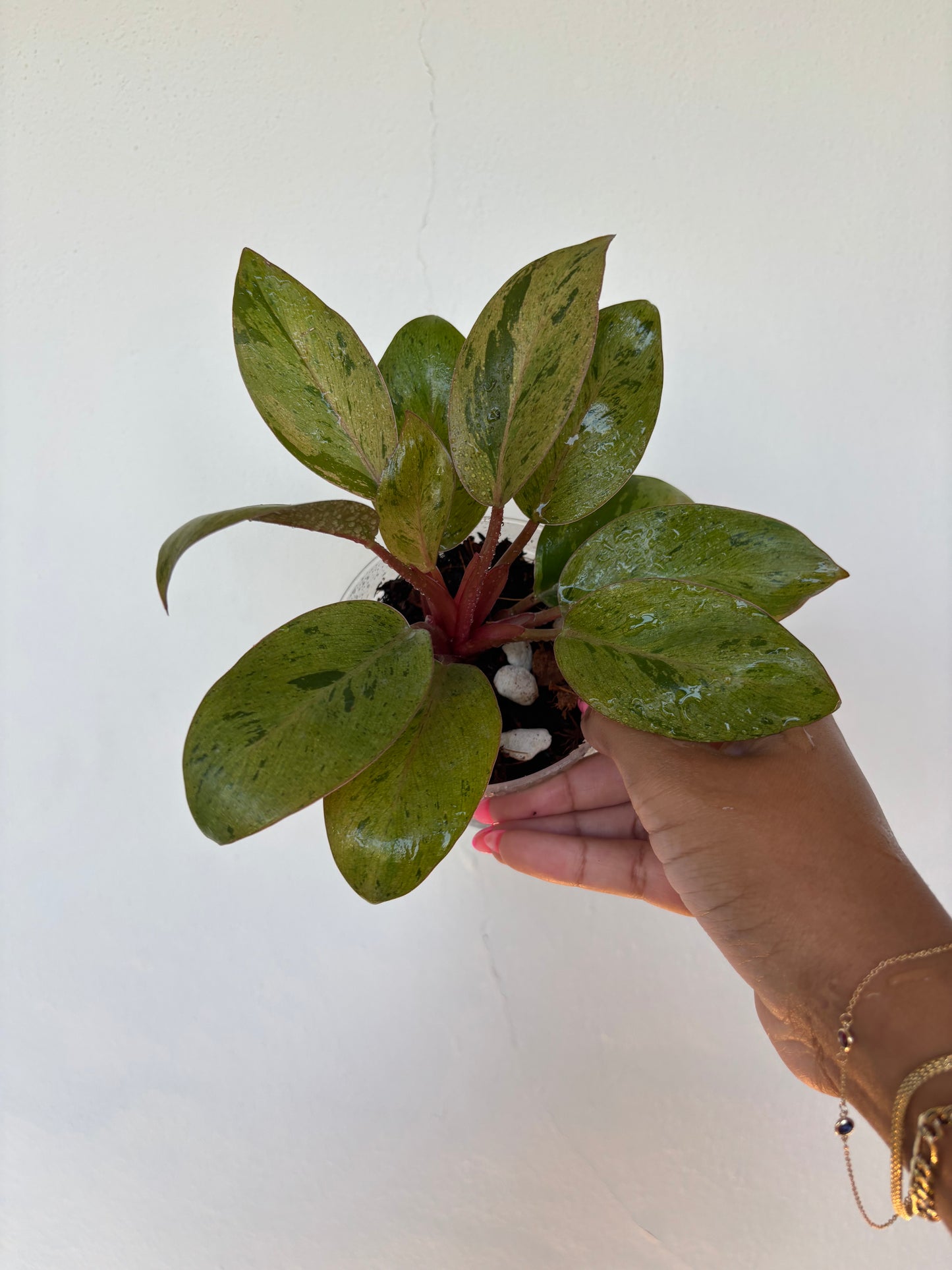 Philodendron Orange Congo Variegated 3” - Growers Choice