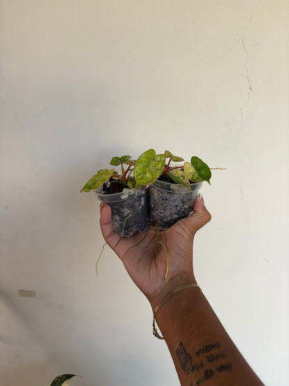 Philodendron Billietiae Variegated 3” - Growers Choice