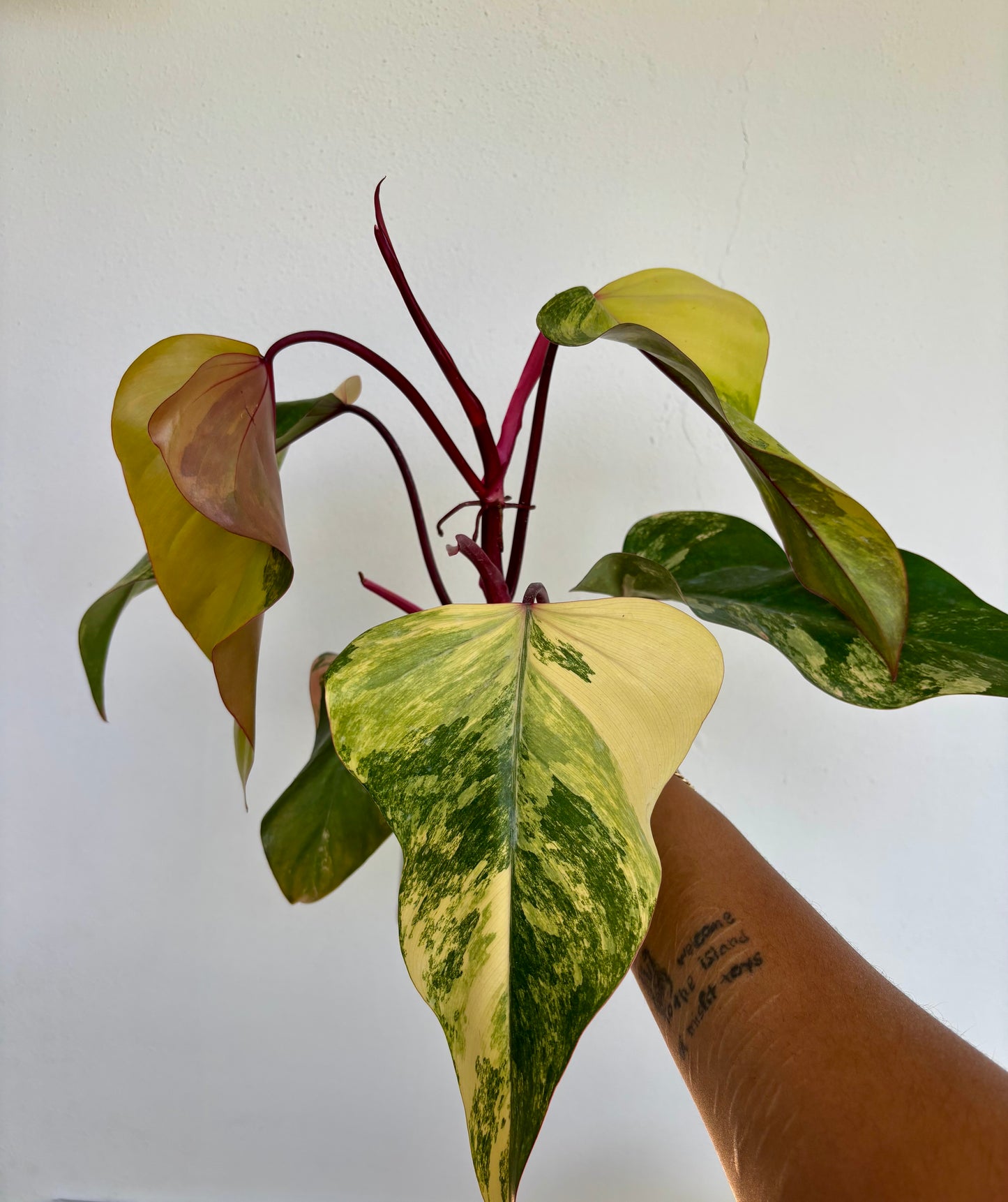 Philodendron Strawberry Shake 5”