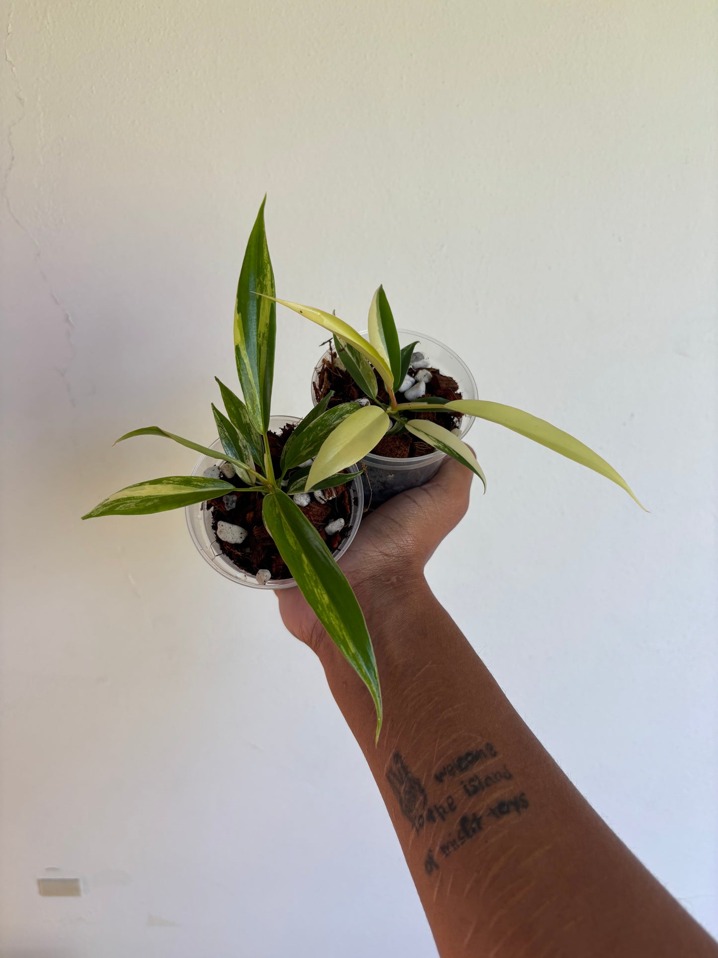 Philodendron Florida Beauty x Tortum Variegated 3” - Growers Choice