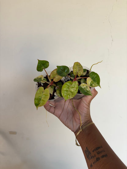 Philodendron Billietiae Variegated 3” - Growers Choice