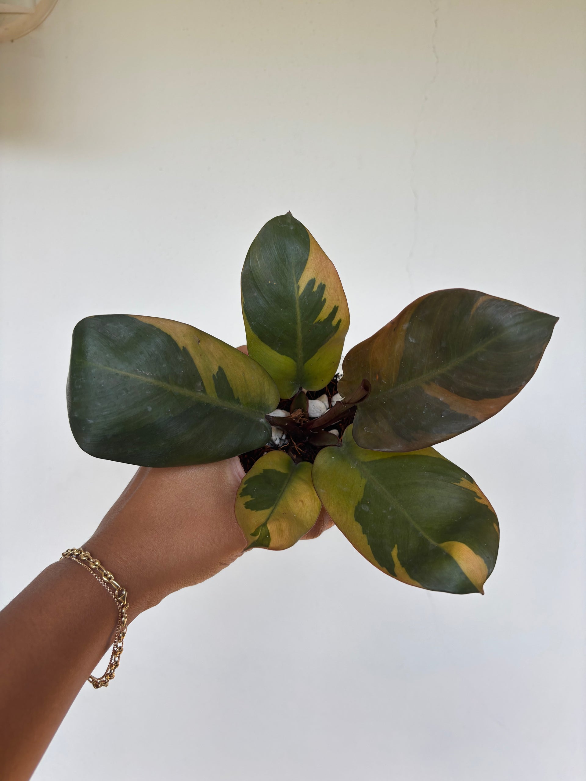 Philodendron Black Cardinal Variegated 4”
