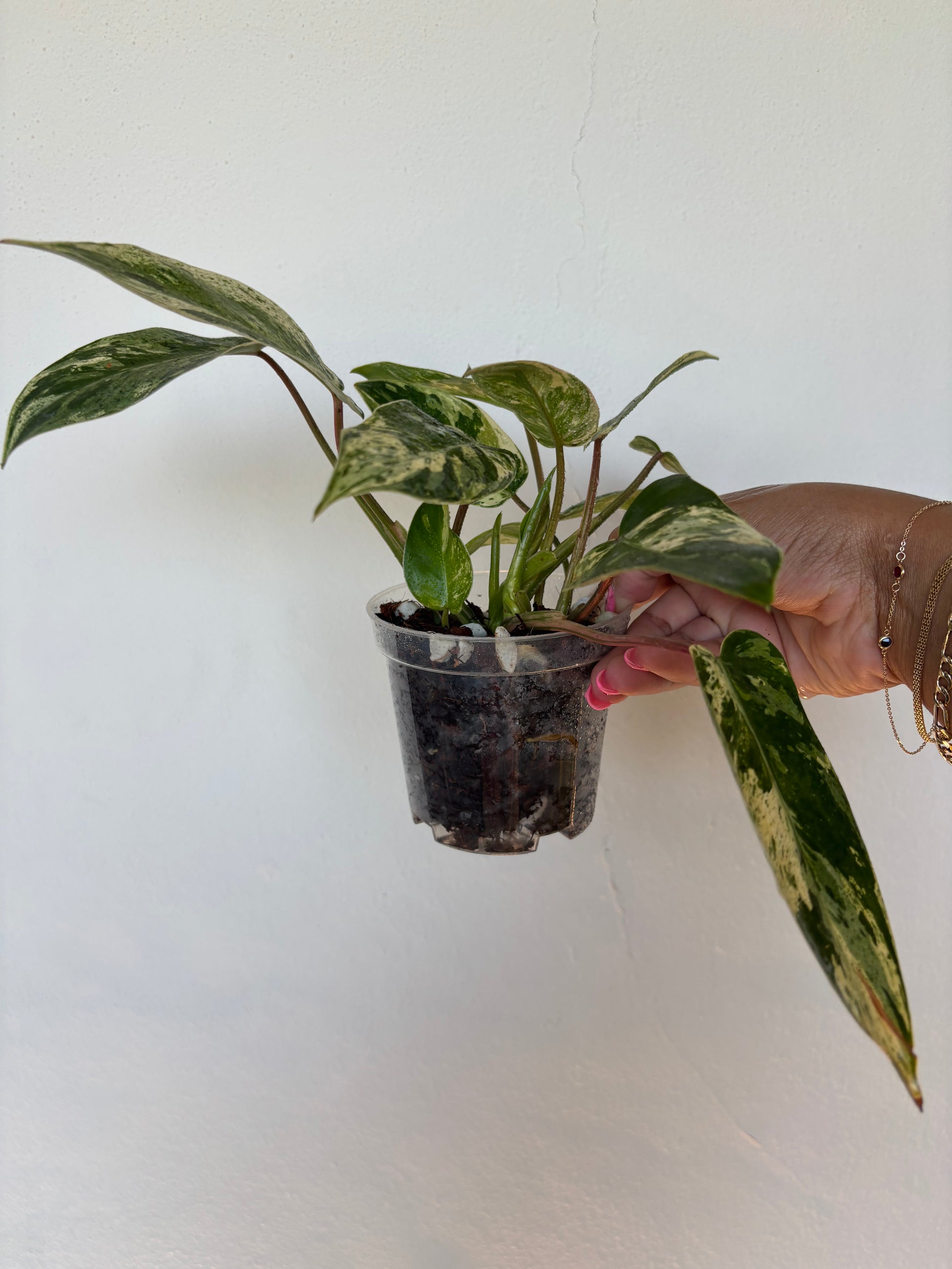 philodendron king of kings Philodendron Emerald King 4”