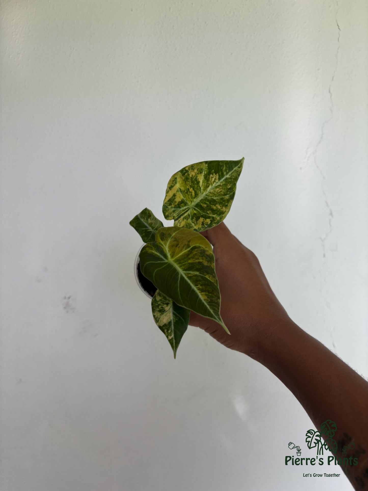 Alocasia Black Velvet Gold 3” - Growers Choice