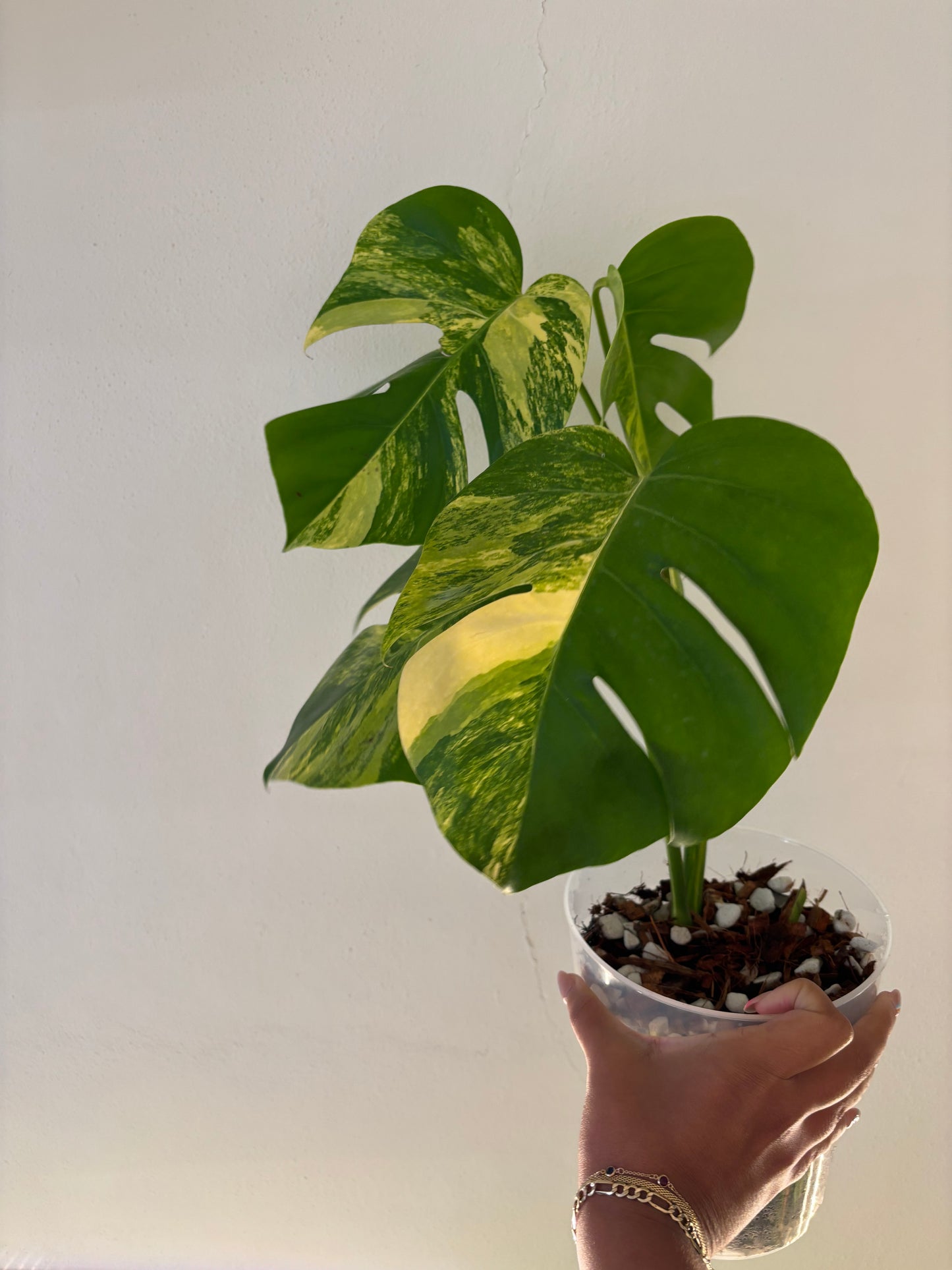 Monstera Aurea LF 5”