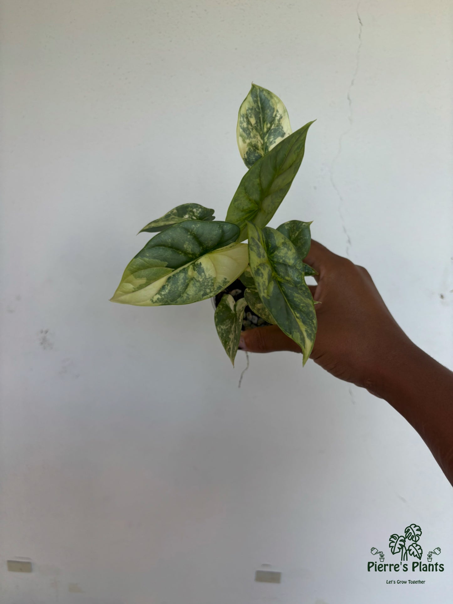 Alocasia SilverDragon Aurea 3” - Growers Choice