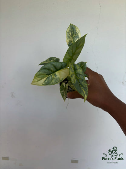 Alocasia SilverDragon Aurea 3” - Growers Choice