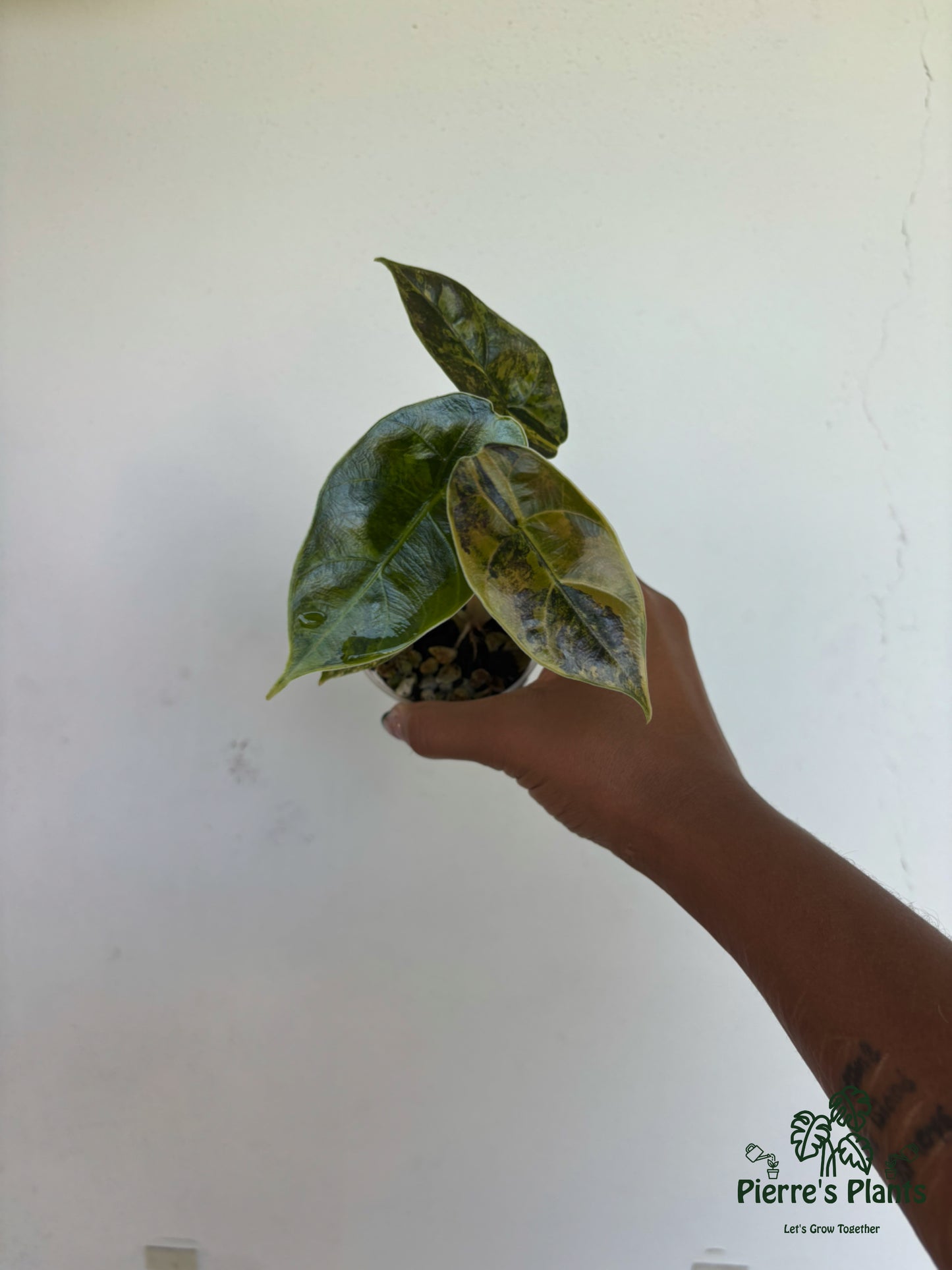 Alocasia Azlanii Aurea 3” - Growers Choice