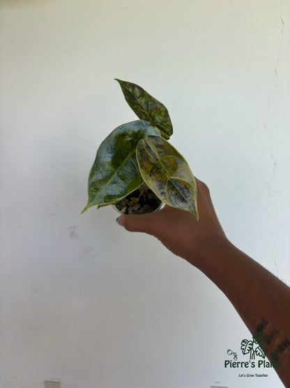 Alocasia Azlanii Aurea 3” - Growers Choice