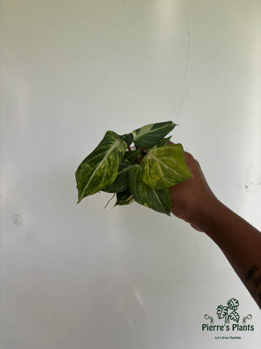 Philodendron Gloriosum Variegated 3” - Growers Choice