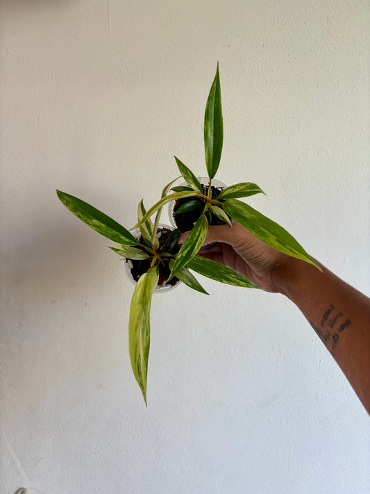 Philodendron Florida Beauty x Tortum Variegated 3” - Growers Choice