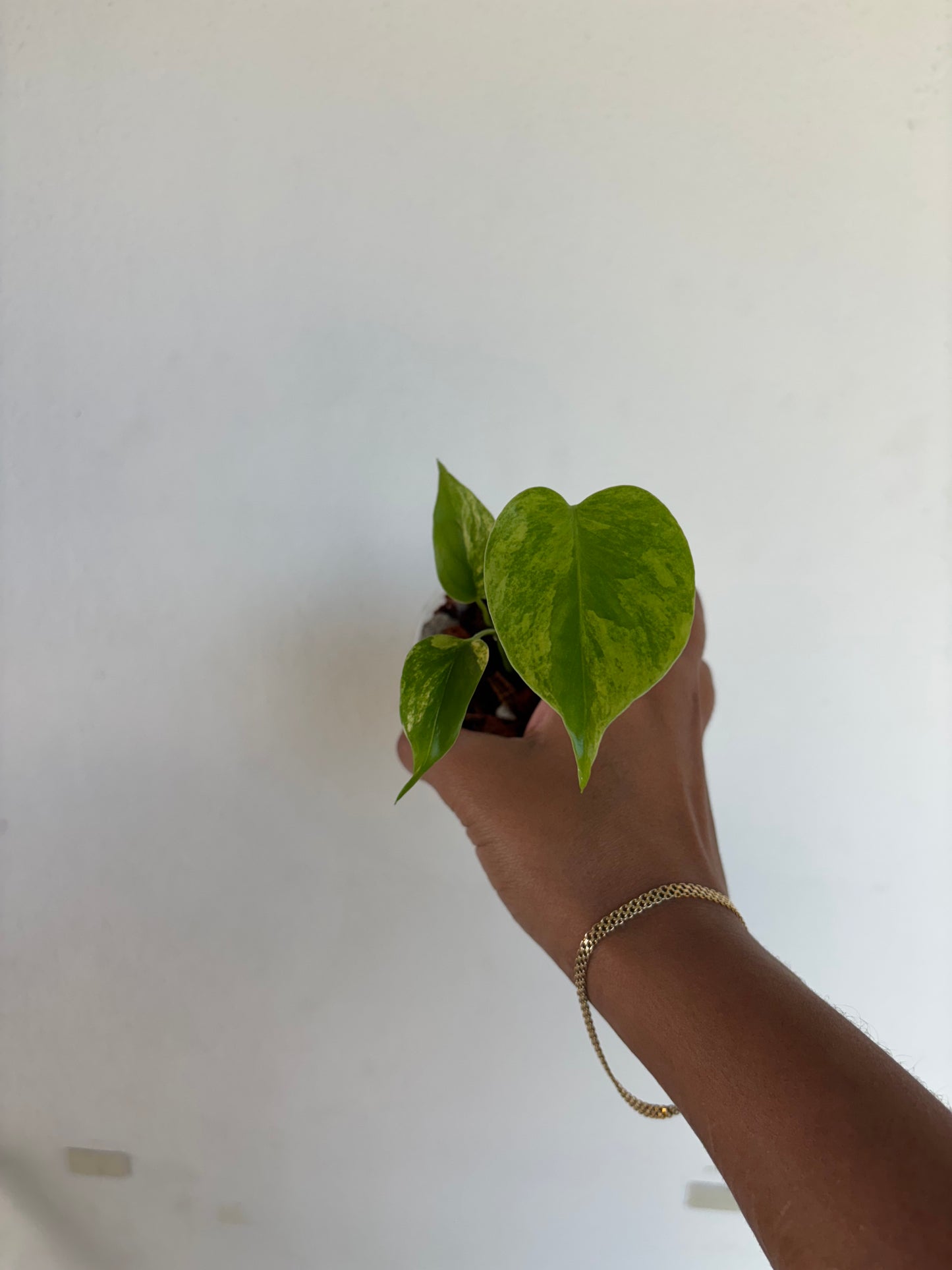 Monstera Aurea Large Form 3” - Growers Choice