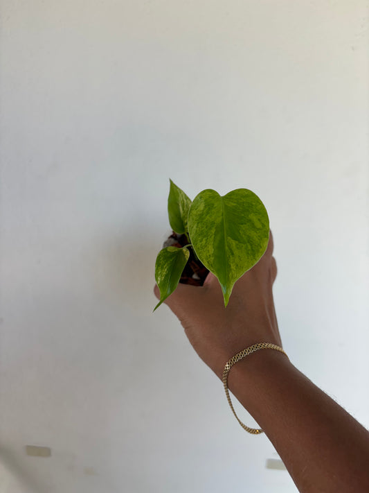 Monstera Aurea Large Form 3” - Growers Choice