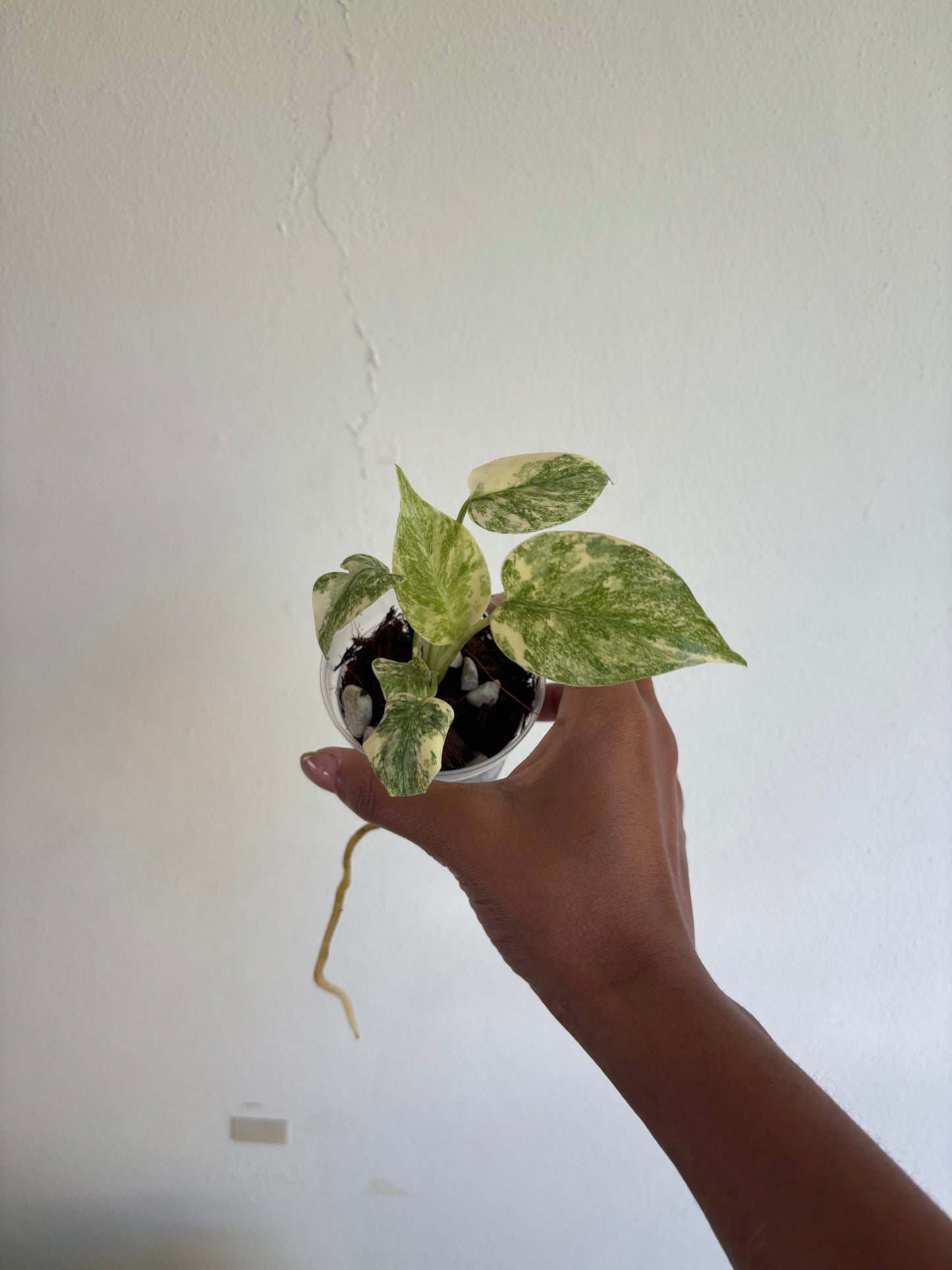 Monstera Green Snow 3” - Growers Choice