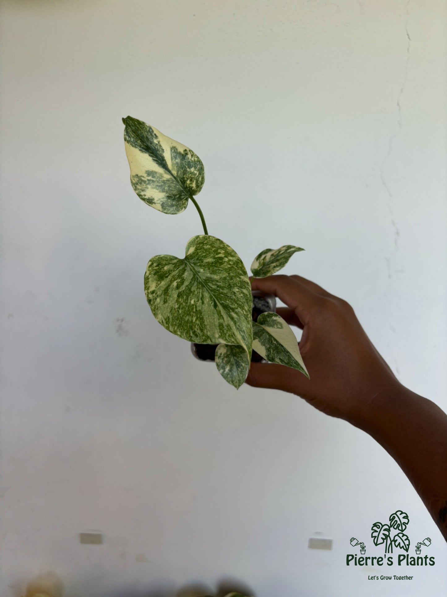 Monstera Legacy 3” - Growers Choice