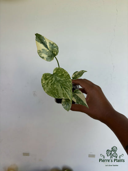 Monstera Legacy 3” - Growers Choice