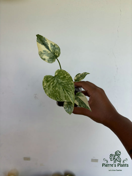 Monstera Legacy 3” - Growers Choice