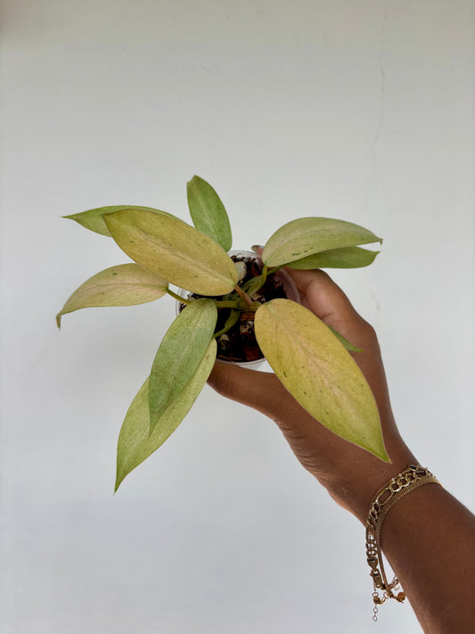 Philodendron Whipple Way 3” - Growers Choice