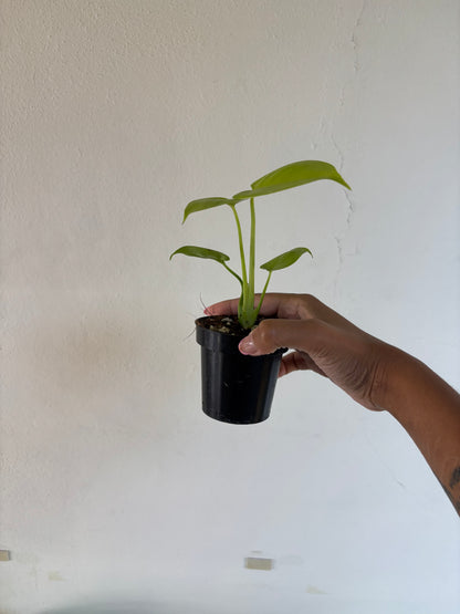 Monstera Lemon Lime 3” - Growers Choice