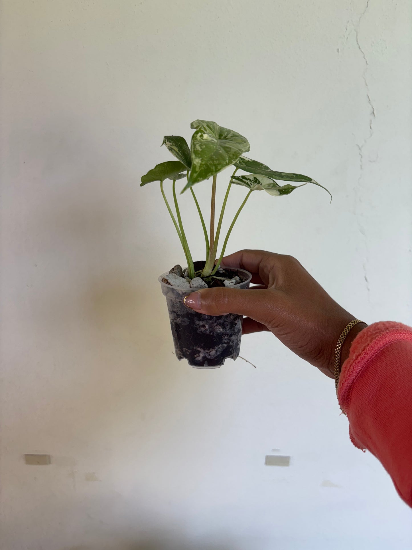 Alocasia Simpo Albo 3” - Growers Choice