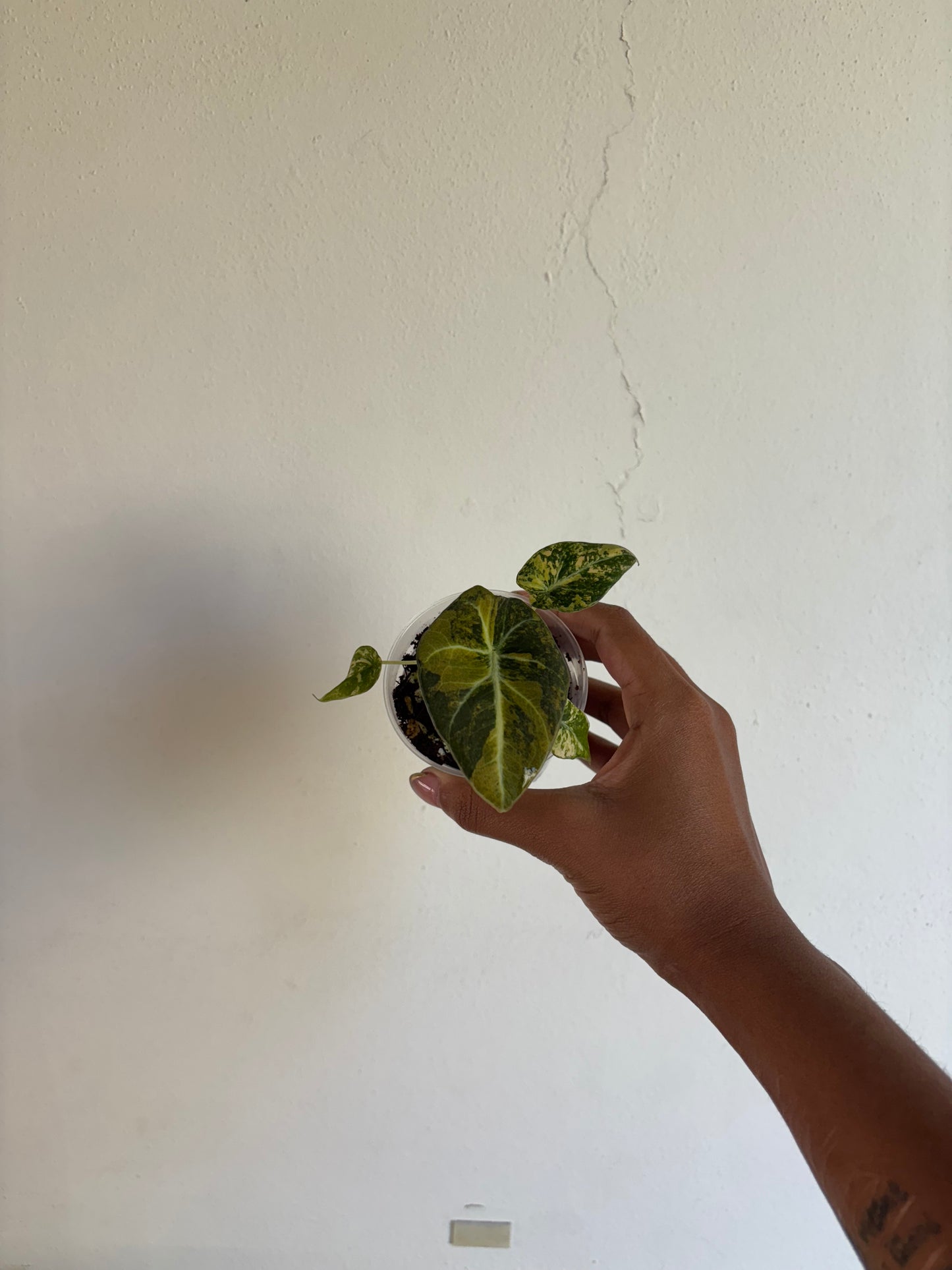 Alocasia Black Velvet Gold 3” - Growers Choice