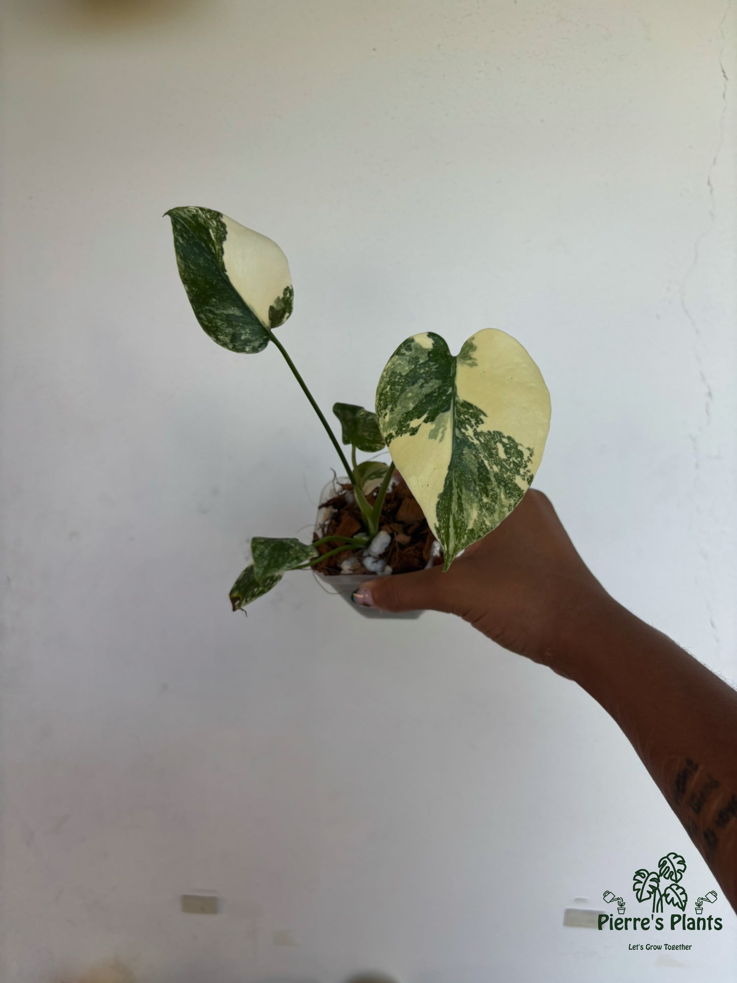 Monstera Creme Brulee 3” - Growers Choice