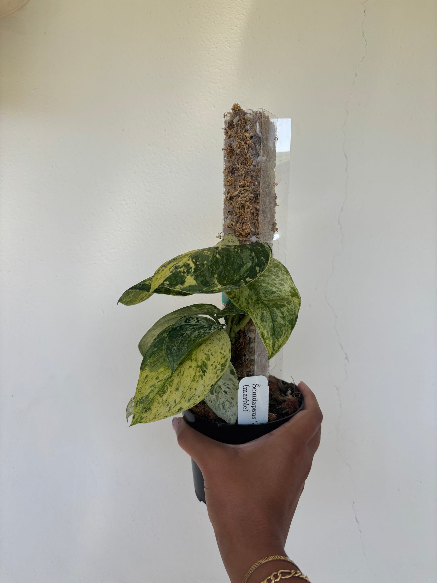 Scindapsus Jade Satin Marble 4” - Growers Choice