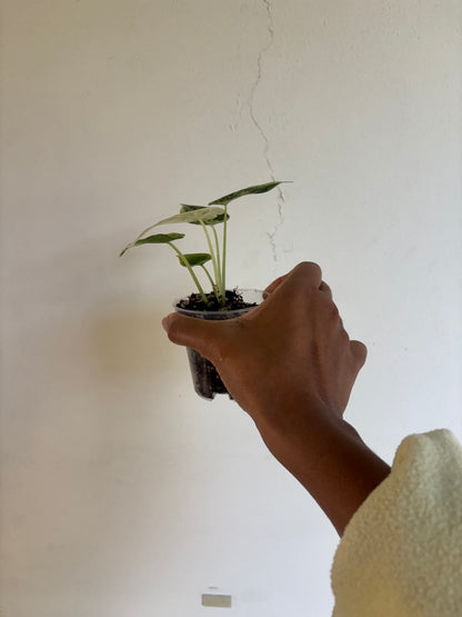 Alocasia Dragonscale Mint 3” - Growers Choice