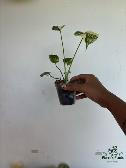 Monstera Creme Brulee 3” - Growers Choice