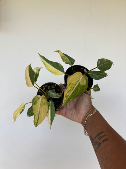 Philodendron Gloriosum Variegated 3” - Growers Choice