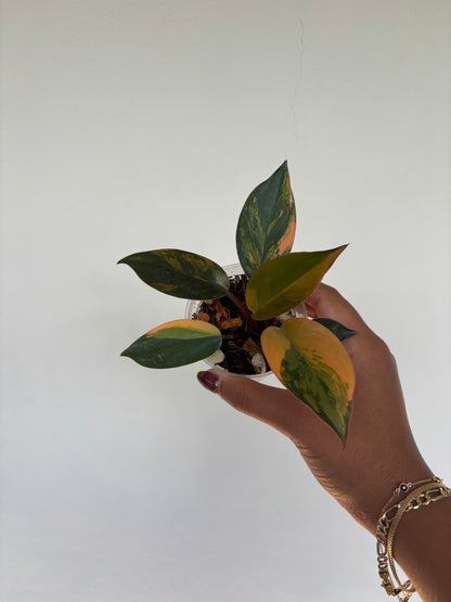 Philodendron Red Congo Variegated 3” - Growers Choice