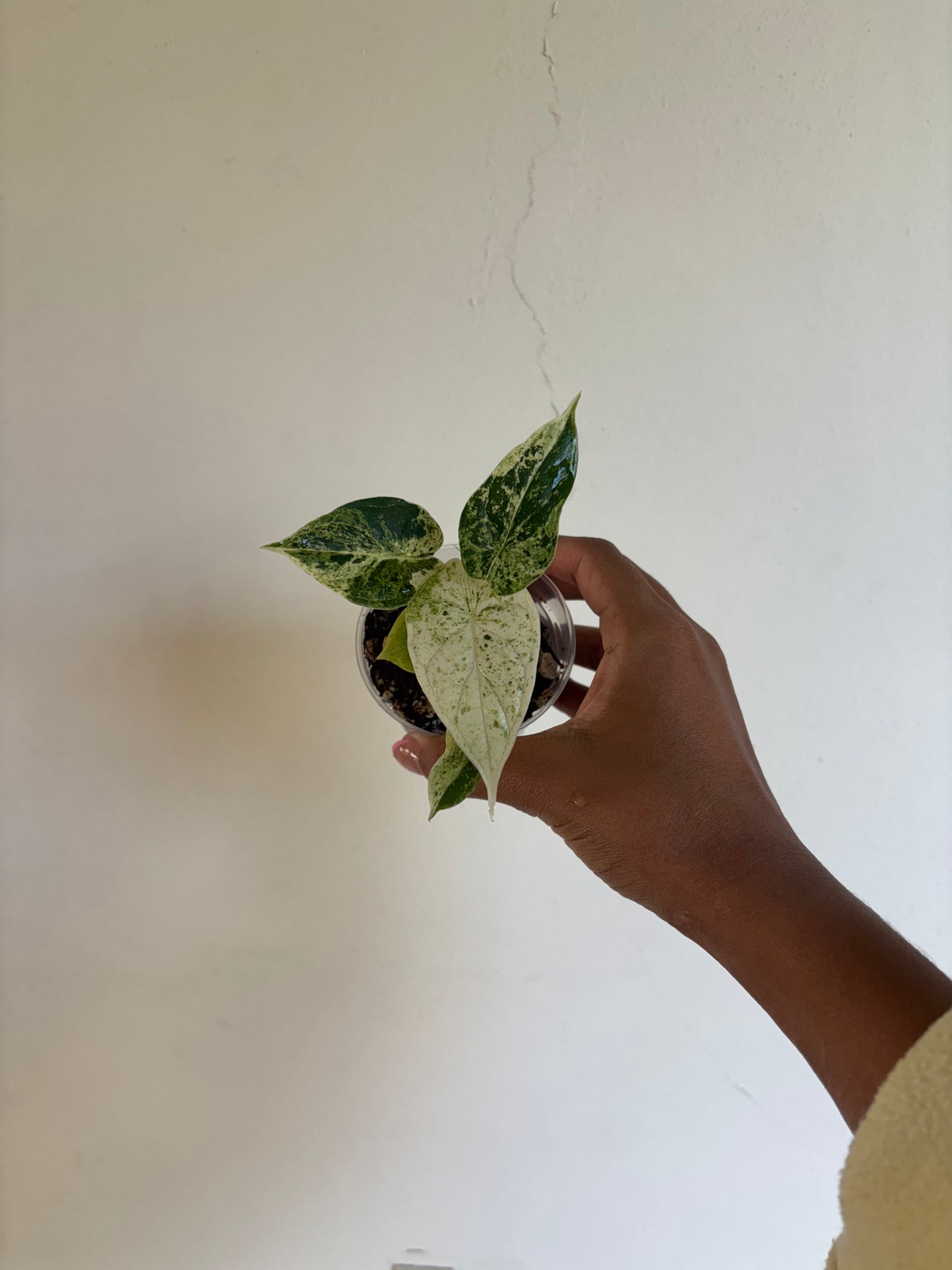 Alocasia Dragonscale Mint 3” - Growers Choice