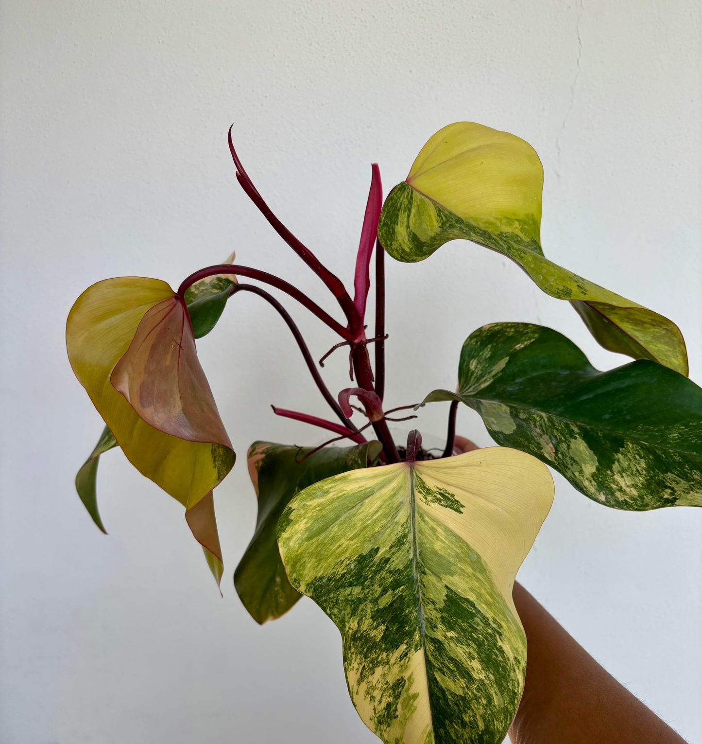 Philodendron Strawberry Shake 5”