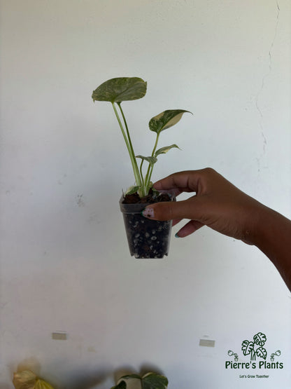 Monstera Legacy 3” - Growers Choice
